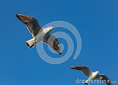 A large sea gull soars against the sky in Istanbul, Turkey Stock Photo