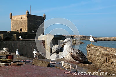 Large seagulls on the parapet of the promenade Stock Photo