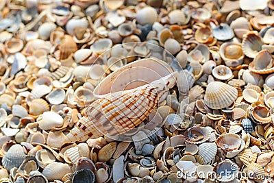 Large seashell lies on top of many small round seashells Stock Photo