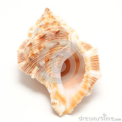 Large seashell Stock Photo