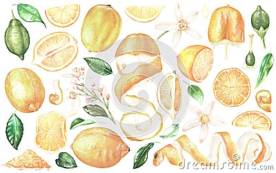 Large set of elements with yellow lemons, white flowers and leaves. Growth stages of citrus, grated zest, slices Cartoon Illustration