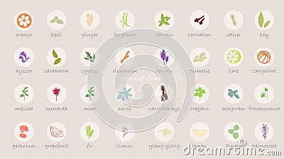 A large set of essential oil icons. Plants for aromatherapy. Stock Photo