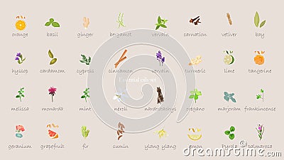 A large set of essential oil icons. Plants for aromatherapy. Stock Photo