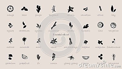 A large set of essential oil icons. Plants for aromatherapy. Stock Photo