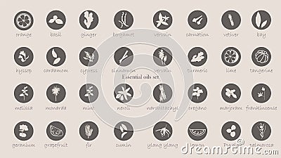 A large set of essential oil icons. Plants for aromatherapy. Stock Photo