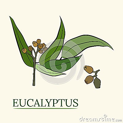 Large set of eucalyptus leaves and branches Vector Illustration