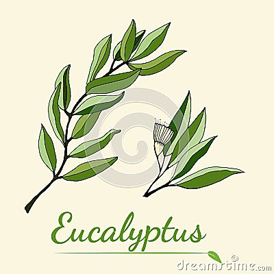 Large set of eucalyptus leaves and branches Vector Illustration