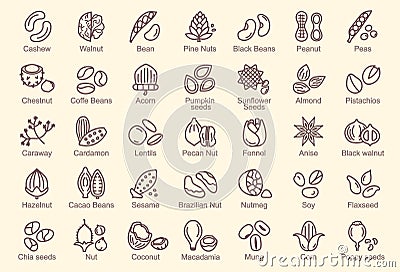 Large set of line drawn icons for nuts and seeds with names below Vector Illustration
