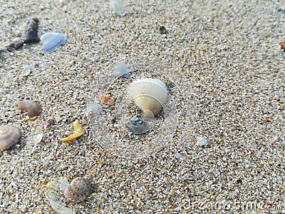 Large shells on the beach Stock Photo