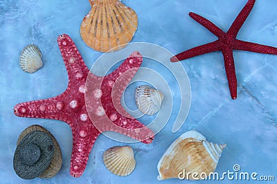 Large shells and starfish Stock Photo