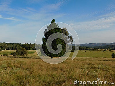 Pine trees, green grass lands, hilltops, streaky clouds in a blue sky Stock Photo