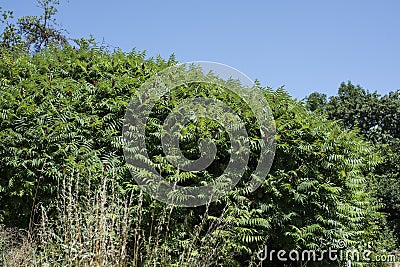 A large shrub of a staghorn sumac Stock Photo