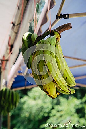 Large size banana plantain called `pisang tanduk` hanging for sale at the stall Stock Photo