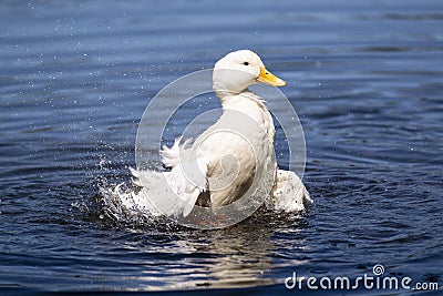 Big white duck enjoying the lake and the summer sun. Stock Photo