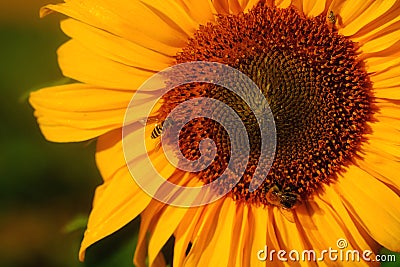 Sunflower, large yellow summer flower Stock Photo