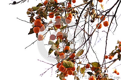 Persimmon tree at white background Stock Photo