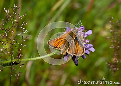 Large Skipper Stock Photo