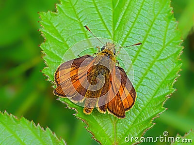 Large Skipper Butterfly - Ochlodes sylvanus at rest. Stock Photo