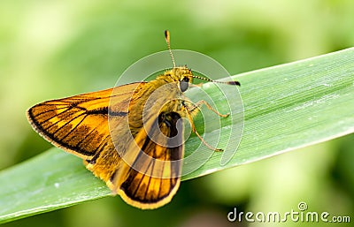 Large Skipper butterfly Stock Photo