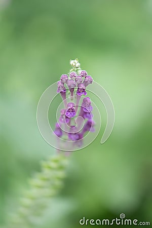 Somerset Skullcap, Scutellaria columnae, close-up of flowers Stock Photo