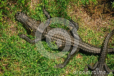 Large And Small Aligators Cuddle Stock Photo