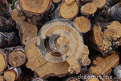 Large small birch log fell end year rings pattern eco rustic close-up row of trees Stock Photo