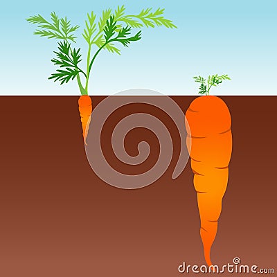 Large and small carrot Vector Illustration