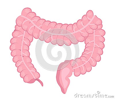 Large and small intestines icon vector. Human internal organ isolated on white background Vector Illustration