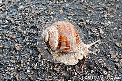 Large snail crawling over a road Stock Photo
