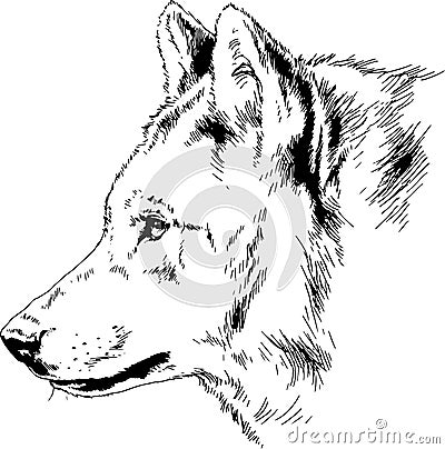 A large snarling wolf werewolf drawn in ink by hand on a white background Vector Illustration