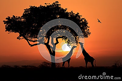 Large South African Giraffes at Sunset in Africa Stock Photo