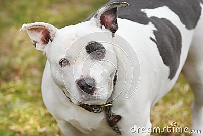 Large spayed gray and white female Bully bulldog Pitbull Terrier dog outside on leash Stock Photo