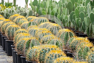Large spherical cacti and other succulents grown in a greenhouse Stock Photo