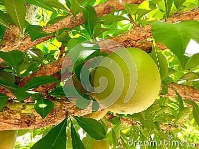 Large spherical fruits hanging from calabash tree branches Stock Photo