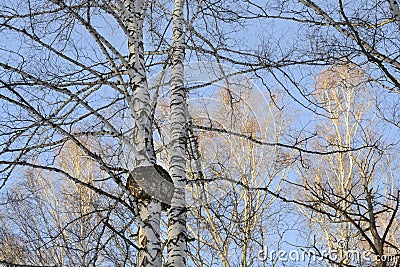 A large spherical growth Burlon a birch tree in a winter forest Stock Photo