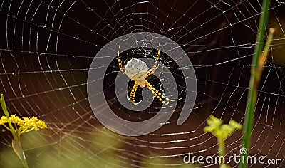 Large spider on the cobweb Stock Photo