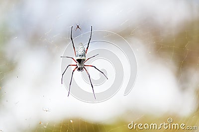 A Large Spider in its web Stock Photo