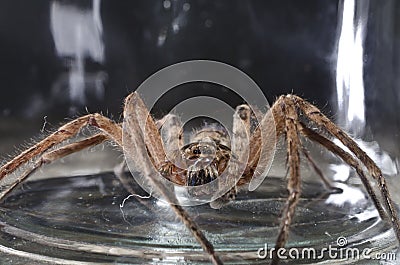 Large Spider in Jar Stock Photo