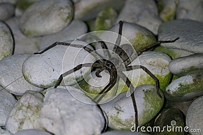 Large spider on rocks Stock Photo