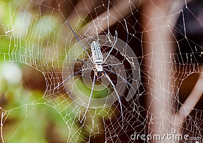 Large spider on web Stock Photo