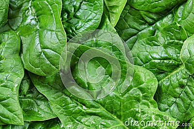 Large spinach leaves wet from water drops - detail photo from above, healthy green food concept Stock Photo