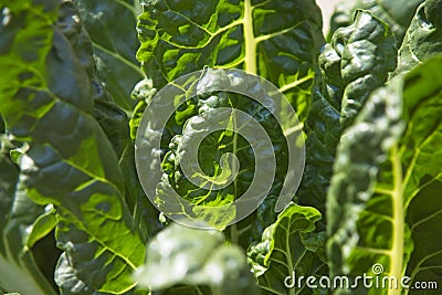 Large spinach plants in sunlight Stock Photo
