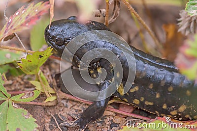 Large spotted salamander in early fall in the Crex Meadows Wildlife Area in Northern Wisconsin Stock Photo