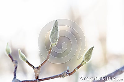 Large spring magnolia buds, spring and heat concept Stock Photo