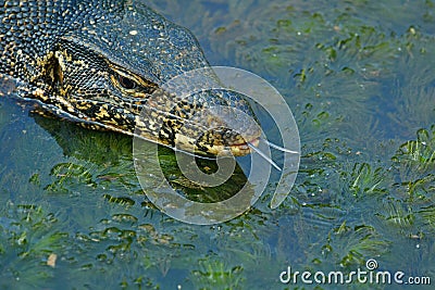 Large Sri Lankan water monitor captured at a canal in Galle Sri Lanka. Stock Photo