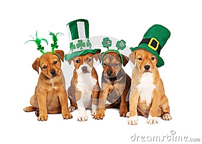 Large St Patricks Day Dog Stock Photo