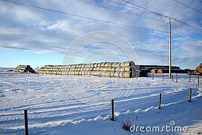 Large Stacks of Hay Bails on a Snowy Farm Field in Winter Stock Photo