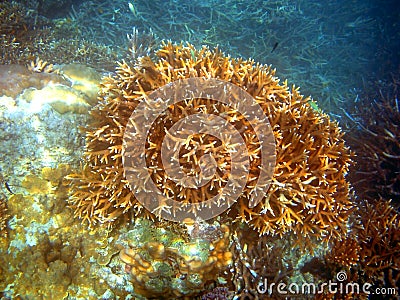 Large Staghorn Coral at Great Barrier Reef Stock Photo