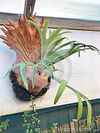 Large Staghorn or Elkhorn fern Stock Photo