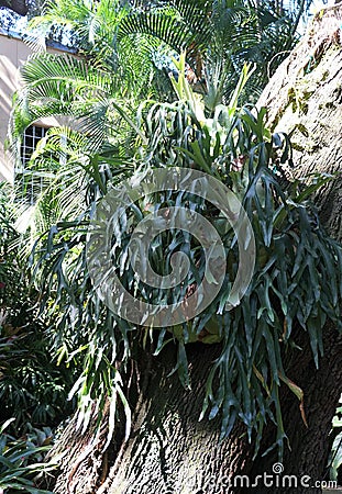 A large staghorn fern climbing on a tree bark Stock Photo